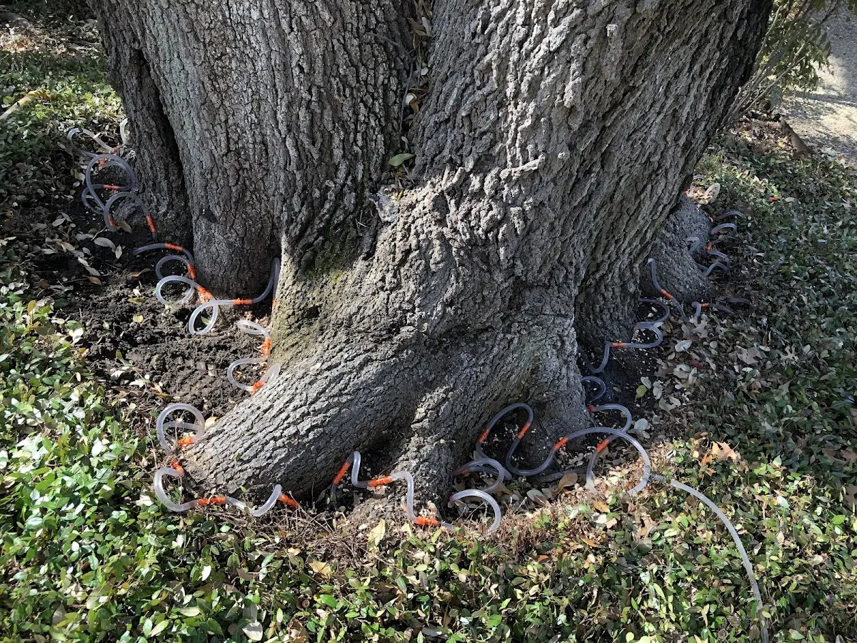 Detailed Shrub and Hedge Trimming job site in Bluff Springs