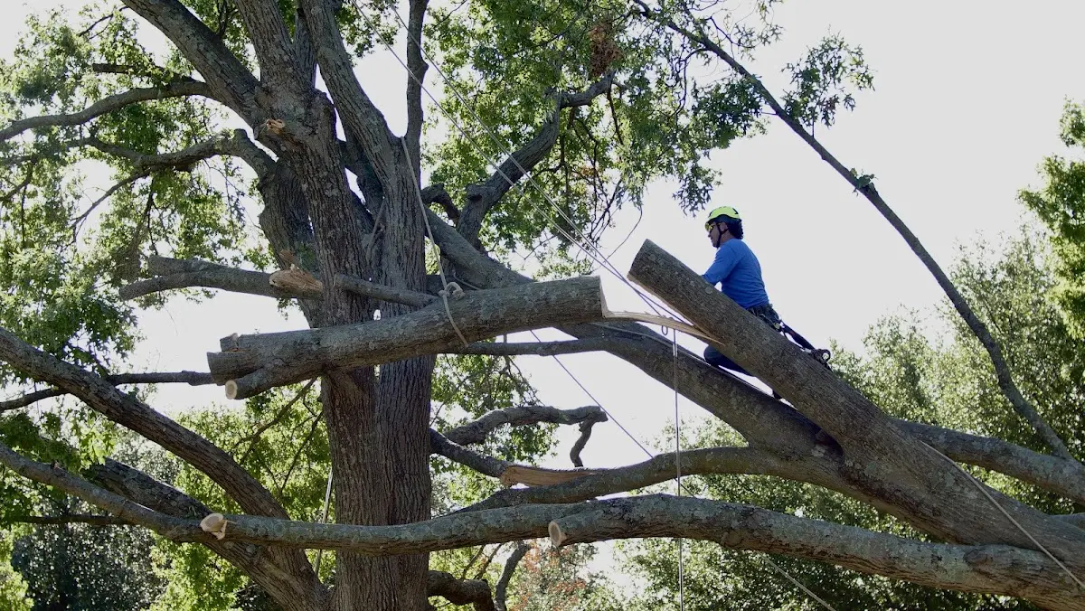 Professional Hazardous Tree Removal performed by certified arborists in Bluff Springs