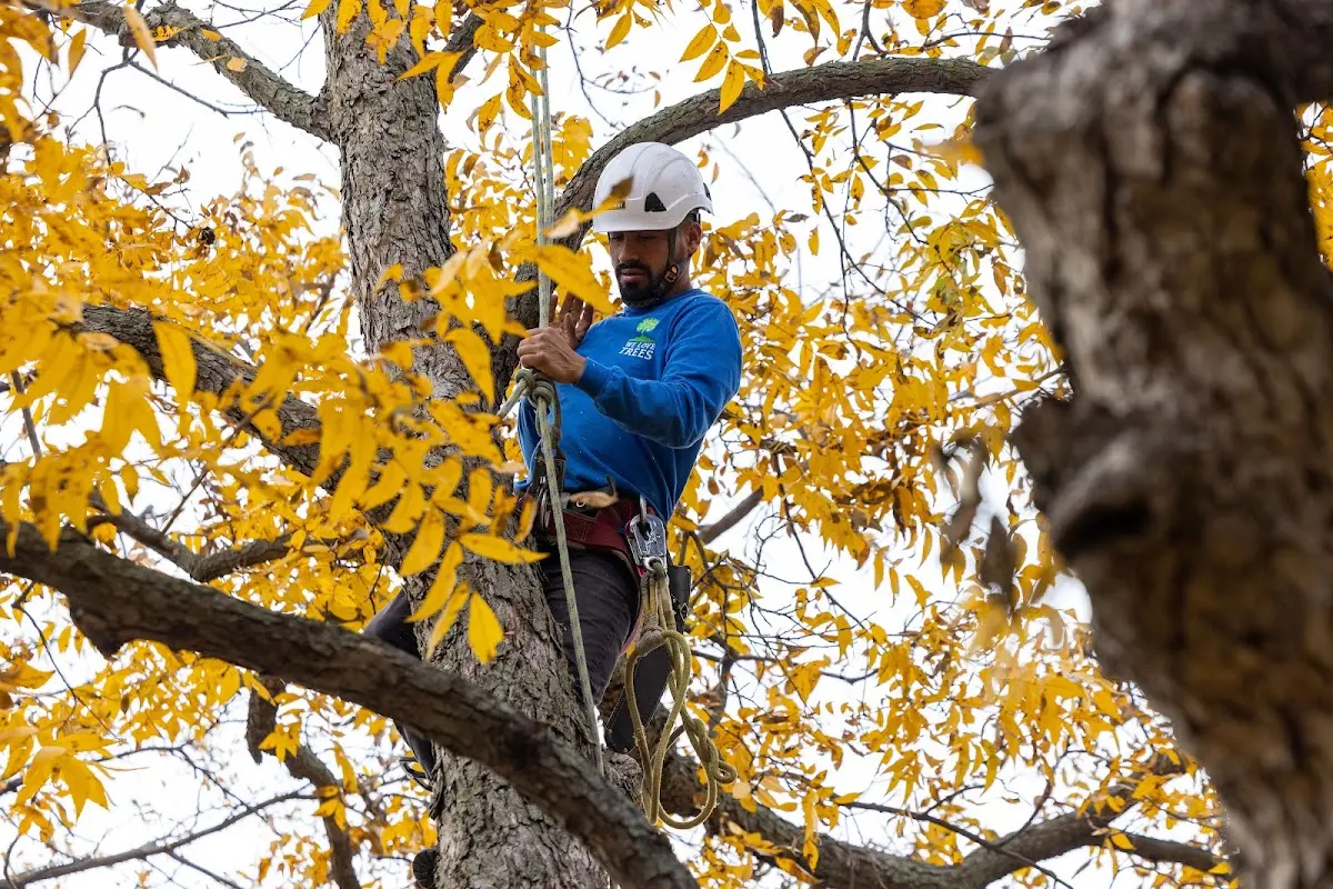 Skilled Tree Planing crew working in Bluff Springs
